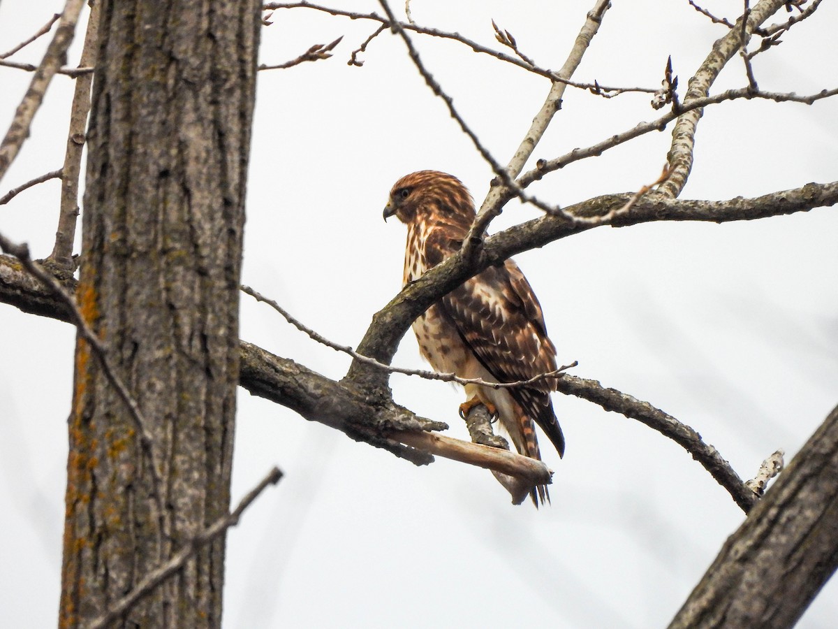 Red-shouldered Hawk - ML627850984