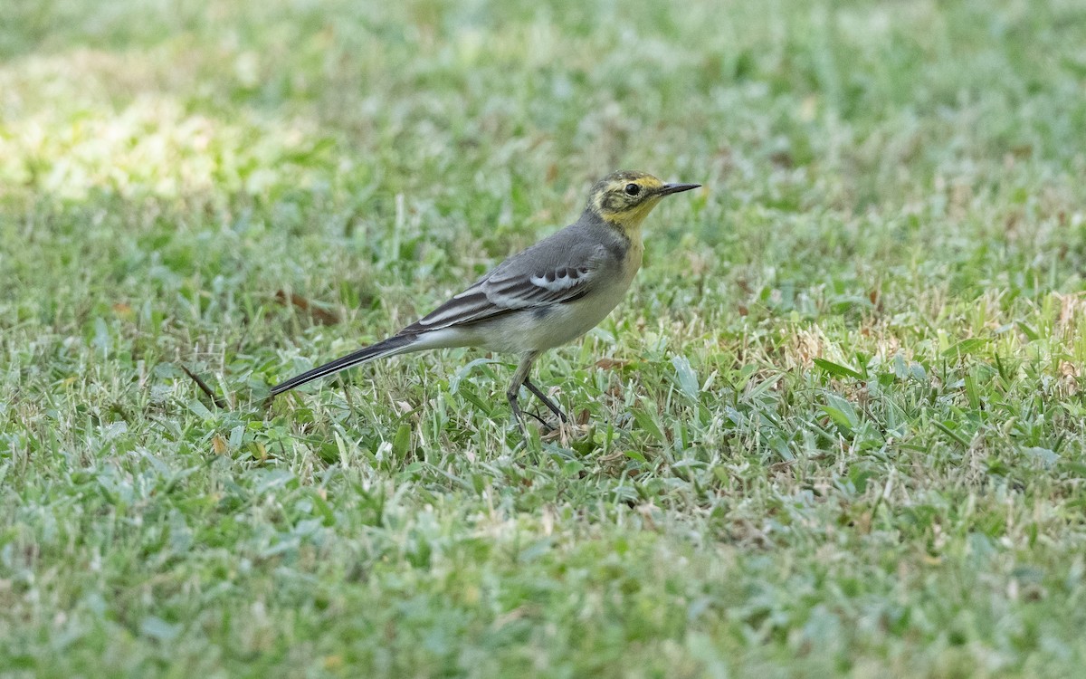 Citrine Wagtail - ML627851062