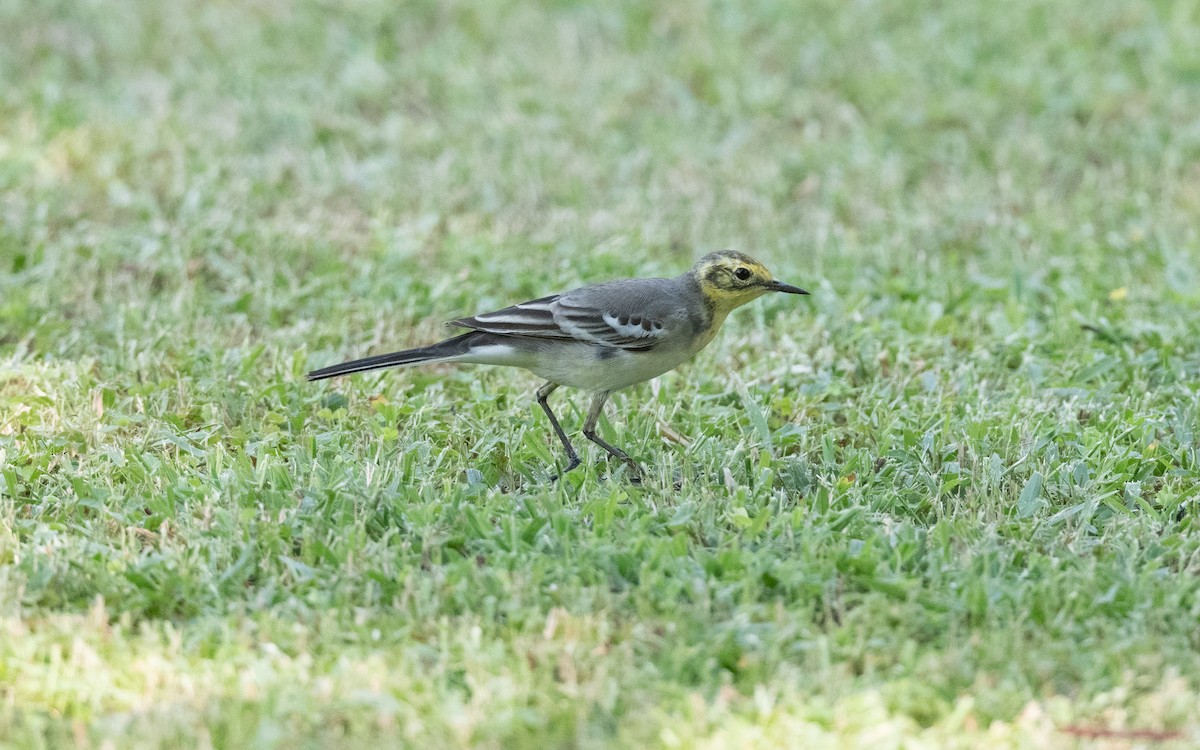 Citrine Wagtail - ML627851063
