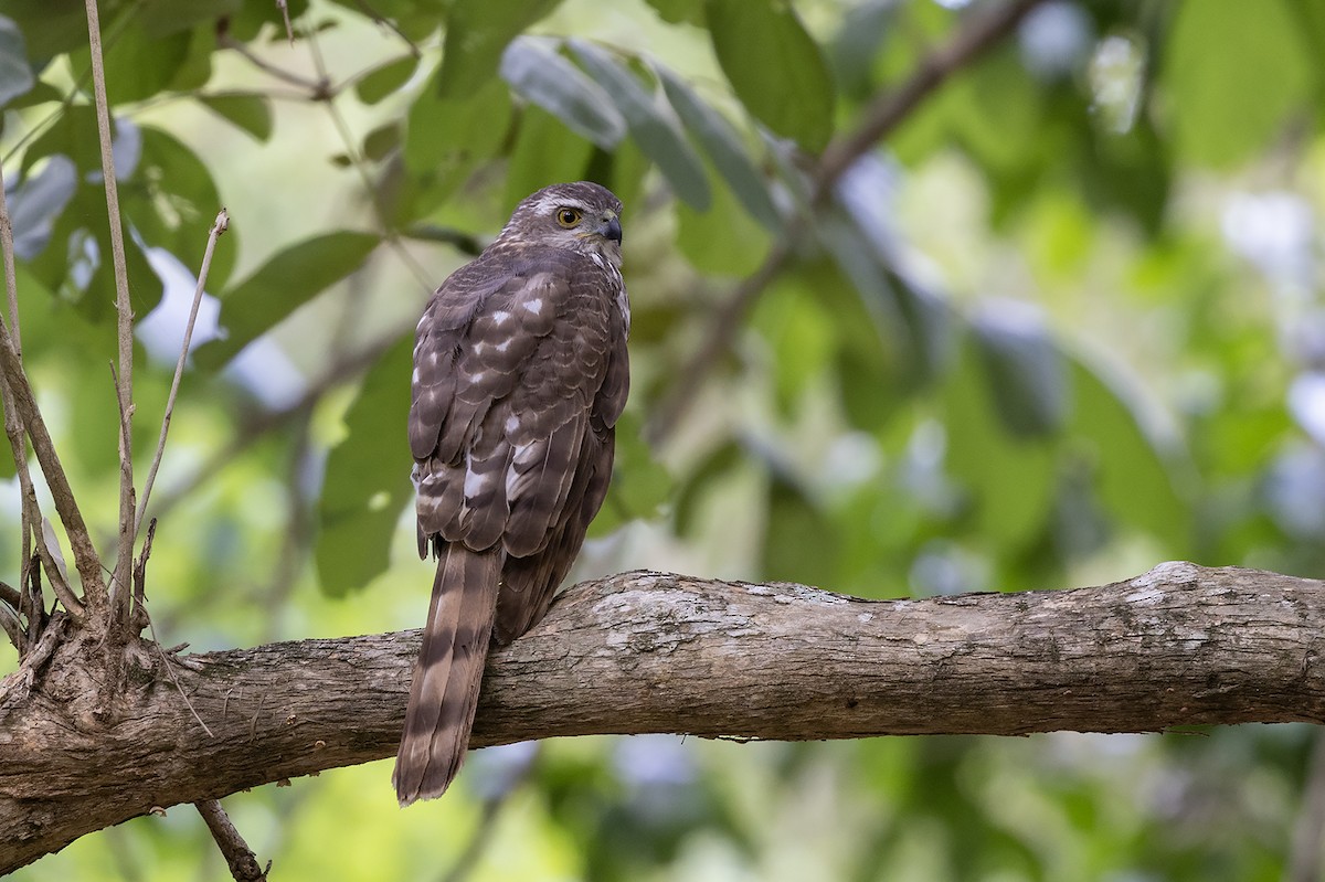 African Goshawk (Southern) - ML627851128