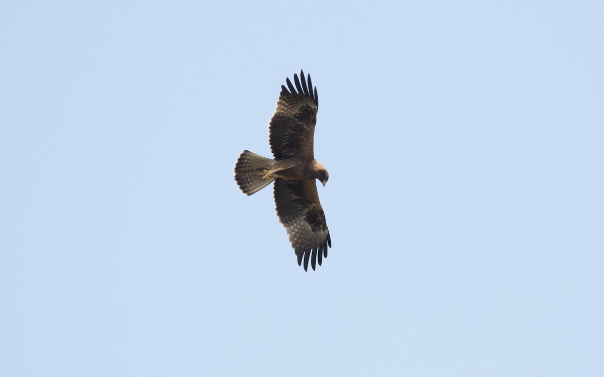 Küçük Kartal - ML627851263
