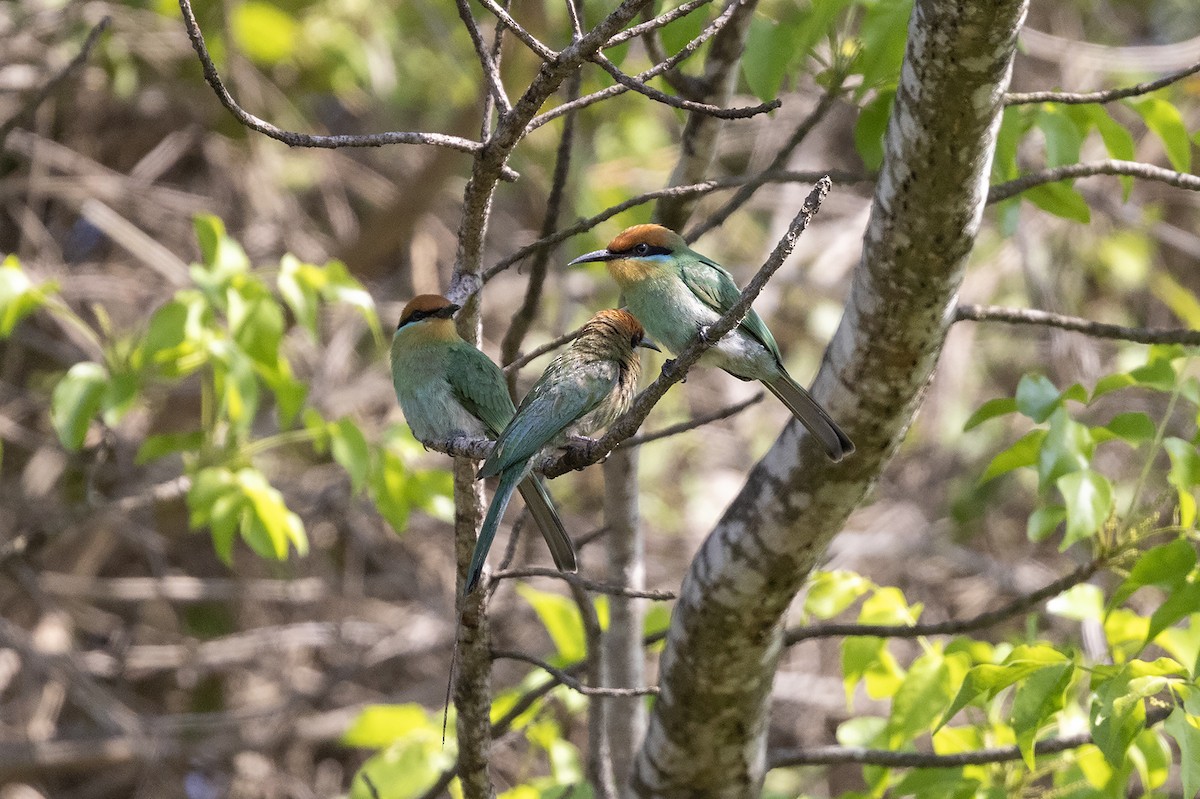 Böhm's Bee-eater - ML627851658