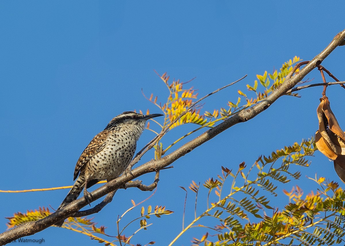 Boucard's Wren - ML627851668