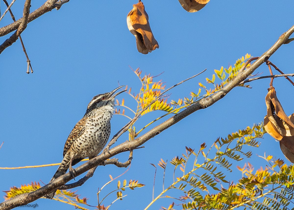 Boucard's Wren - ML627851669