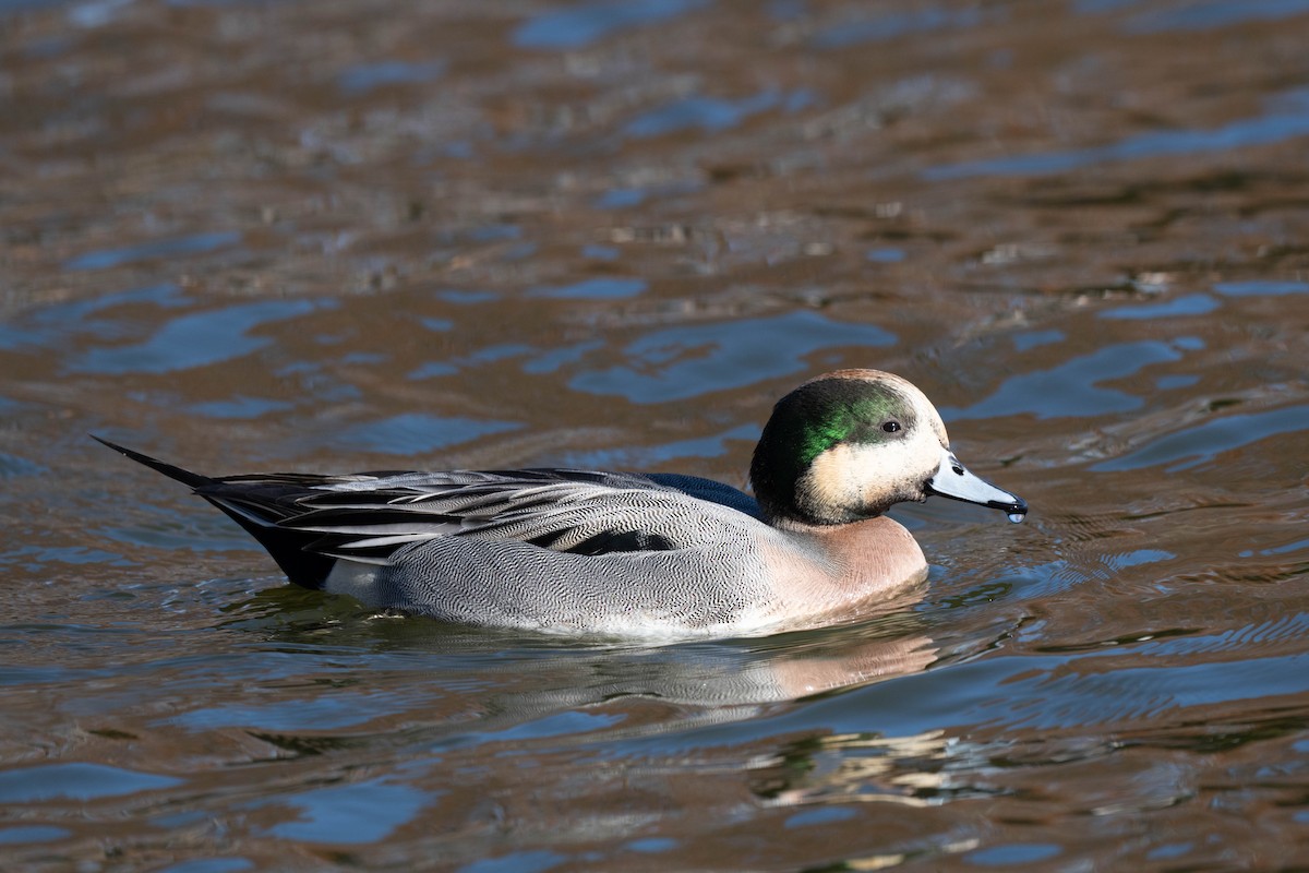 Зээрд алаг x Шовтгор алаг нугас (эрлийз) - ML627851675