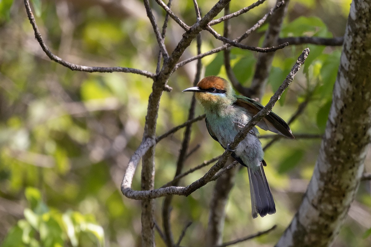 Böhm's Bee-eater - ML627851768