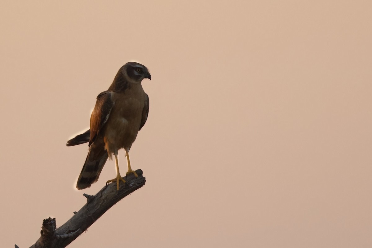 Montagu's Harrier - ML627851802