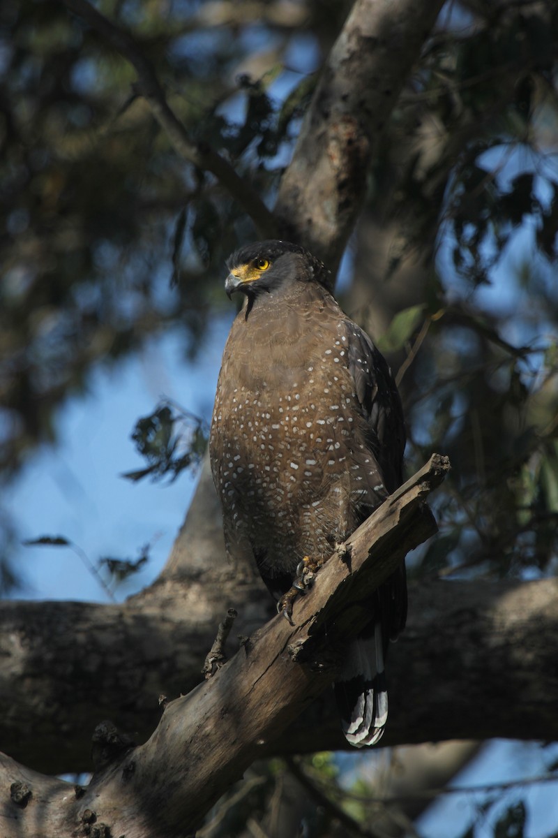 Haubenschlangenadler - ML627851810