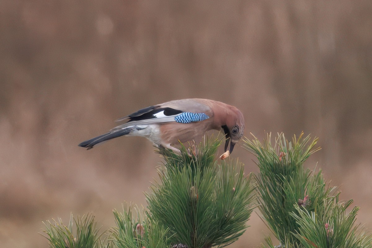 Ятга шаазгай - ML627851884