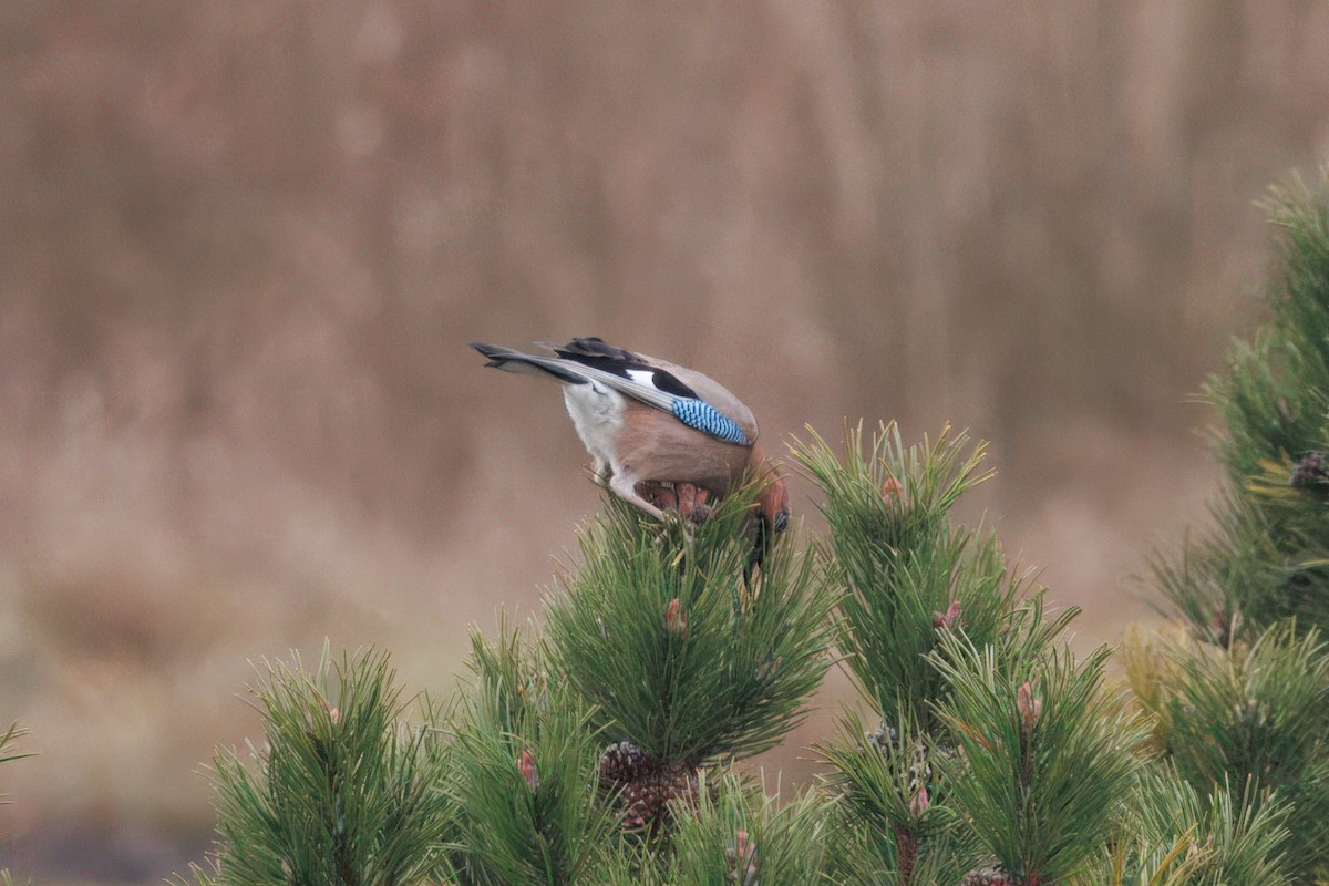 Ятга шаазгай - ML627851885