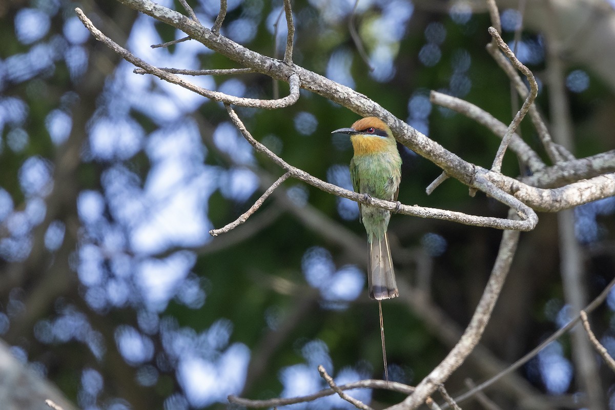 Böhm's Bee-eater - ML627851948