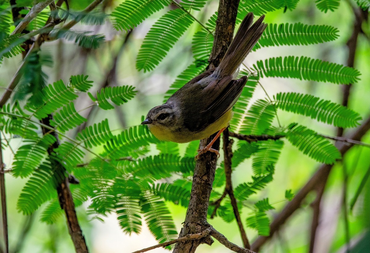 Golden-crowned Warbler - ML627852056