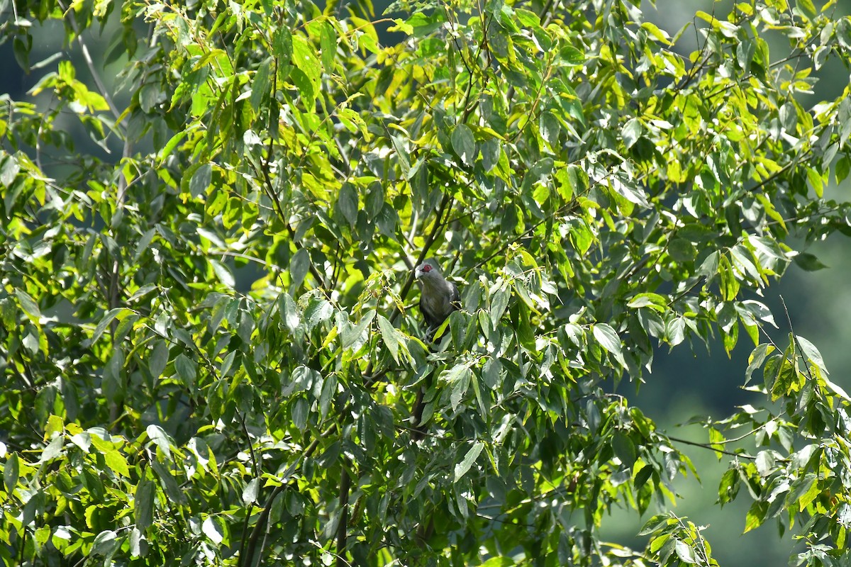 Green-billed Malkoha - ML627852075