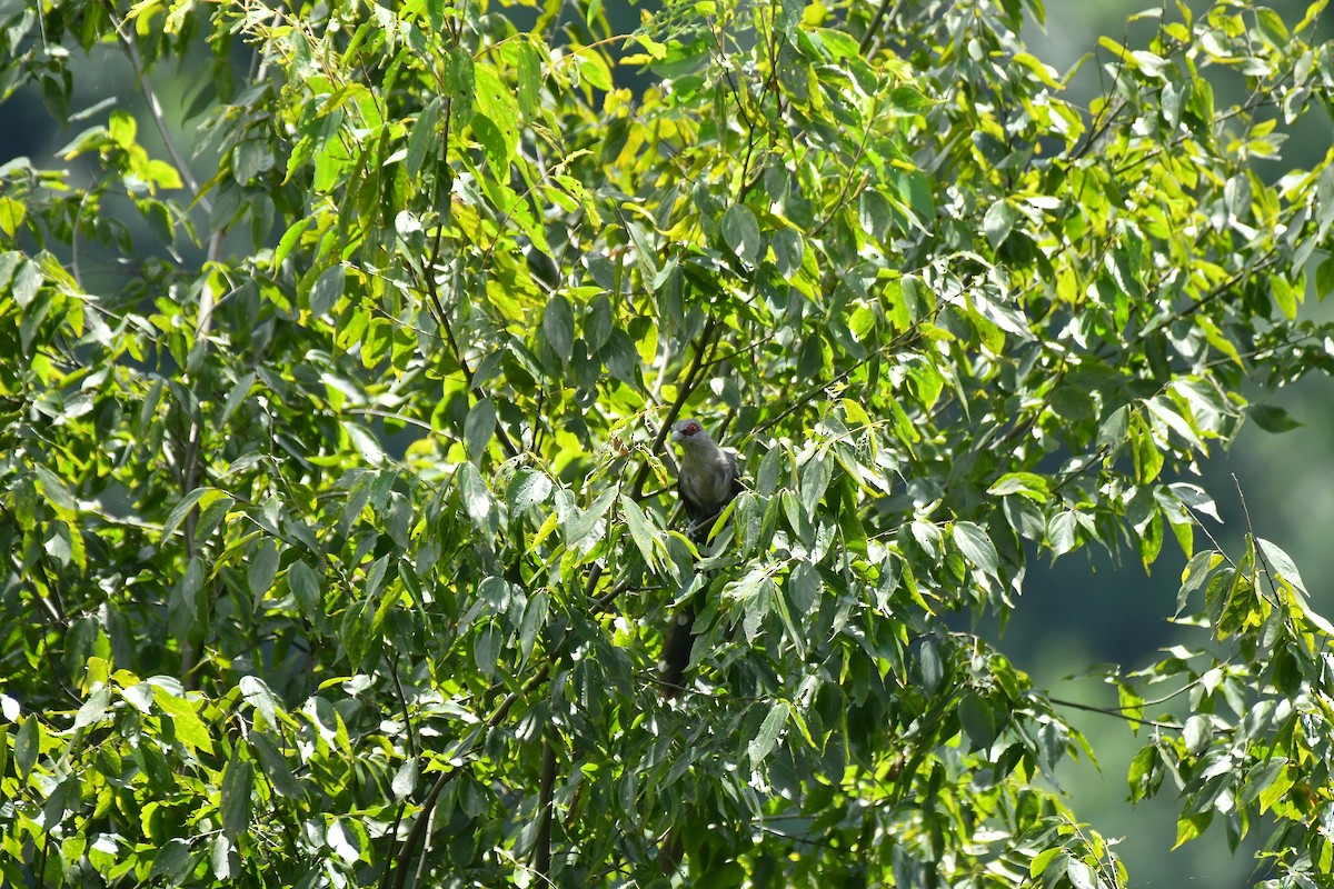 Green-billed Malkoha - ML627852078