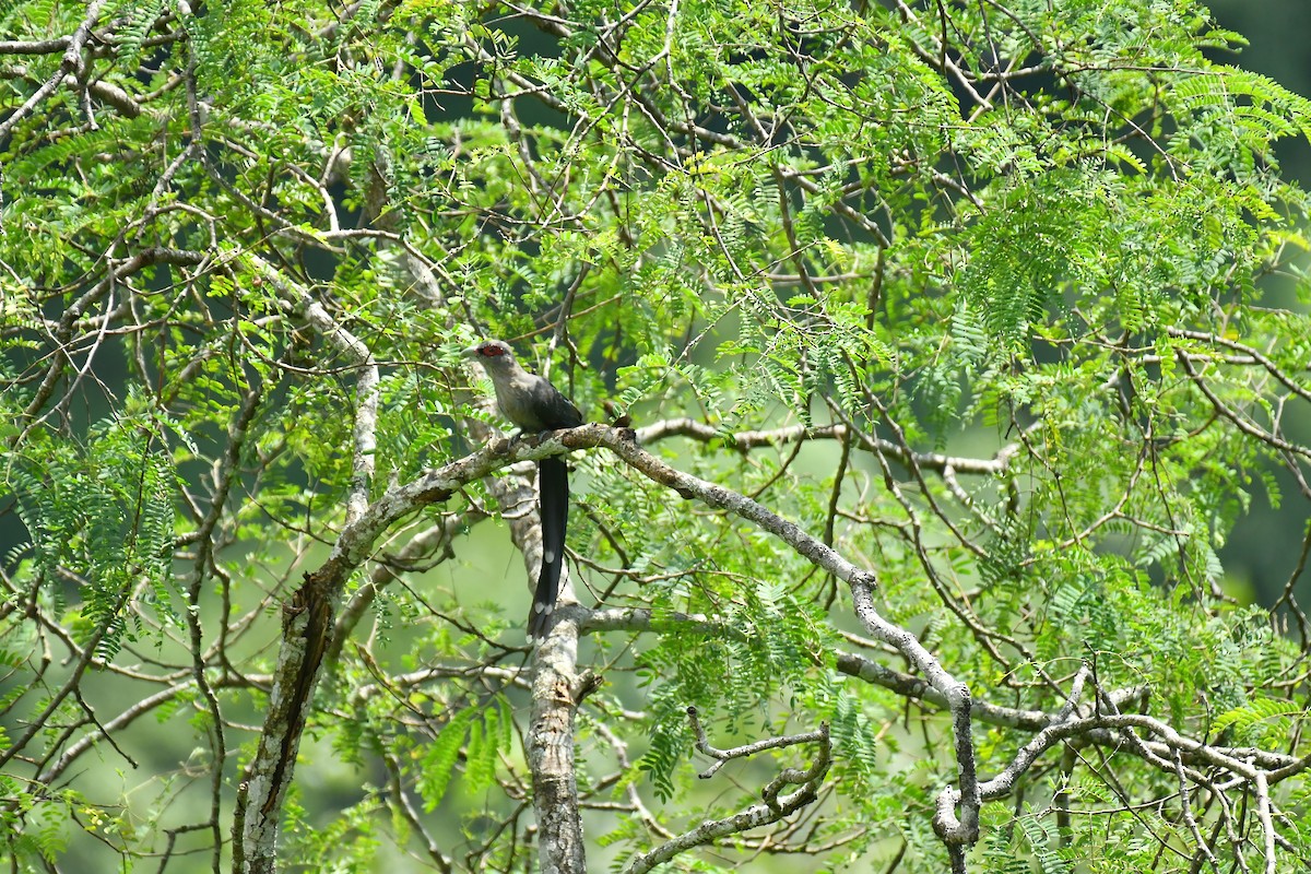 Green-billed Malkoha - ML627852079