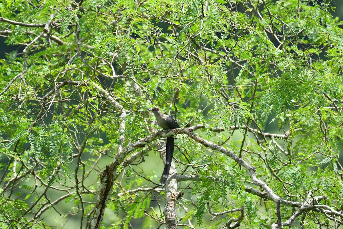 Green-billed Malkoha - ML627852080