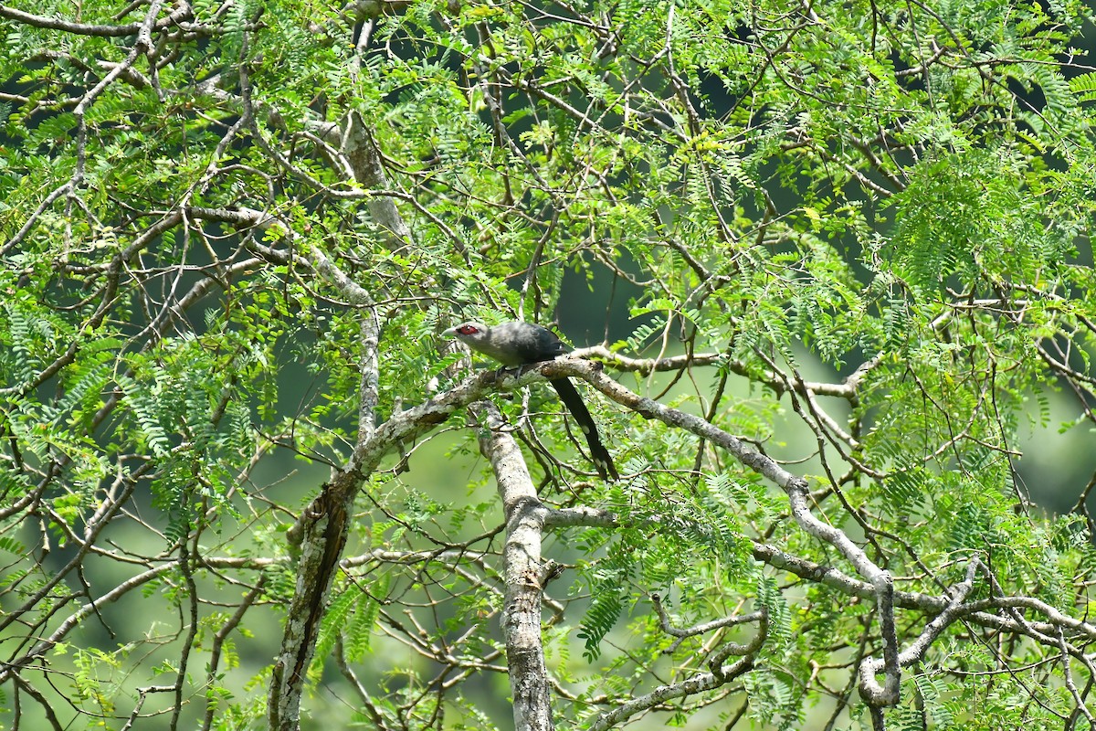 Green-billed Malkoha - ML627852081