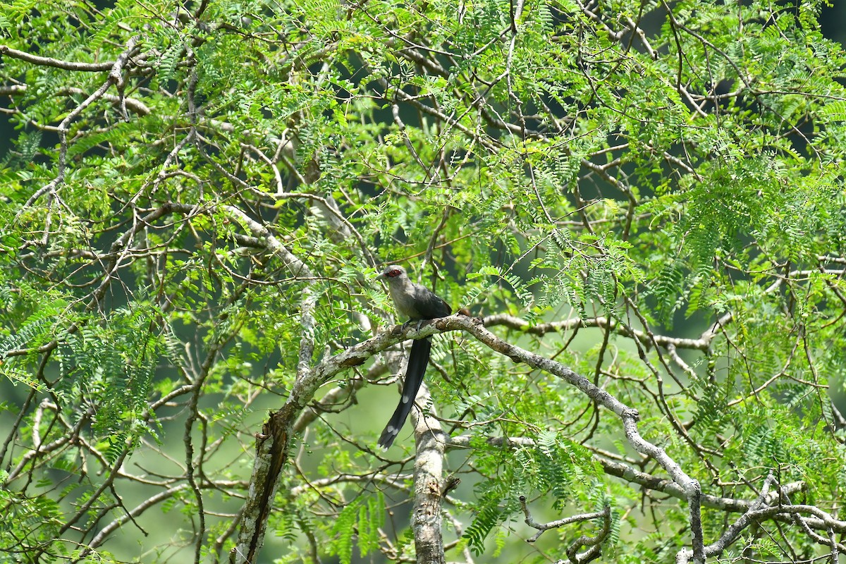 Green-billed Malkoha - ML627852082