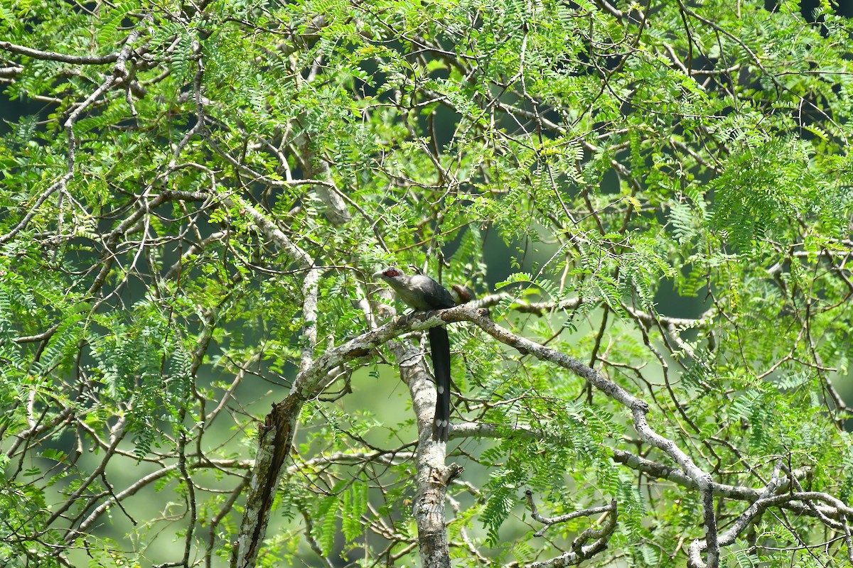 Green-billed Malkoha - ML627852083