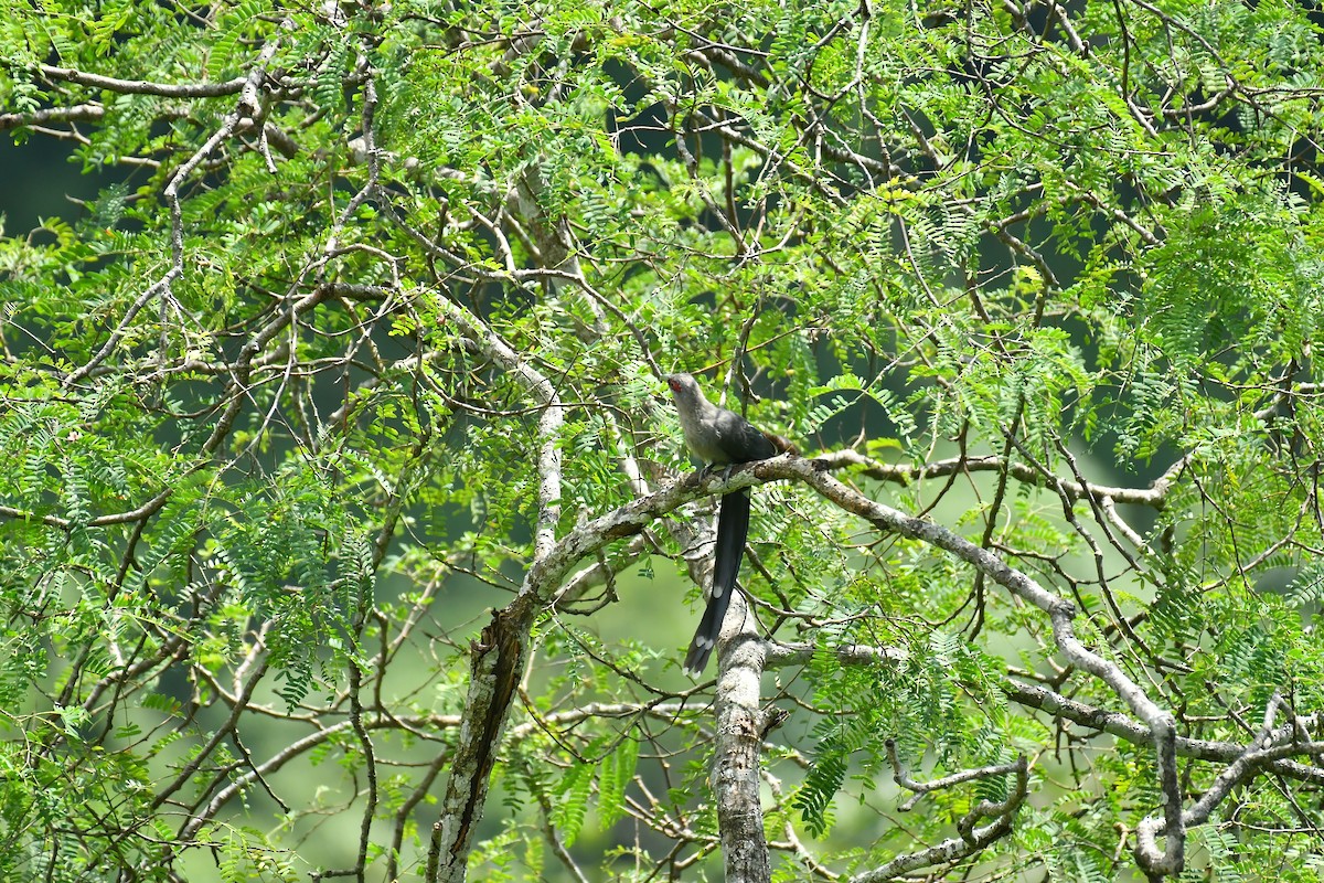 Green-billed Malkoha - ML627852084