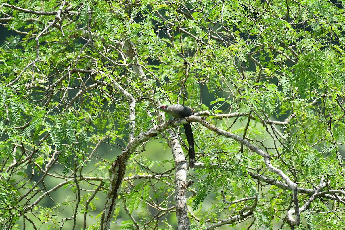 Green-billed Malkoha - ML627852085