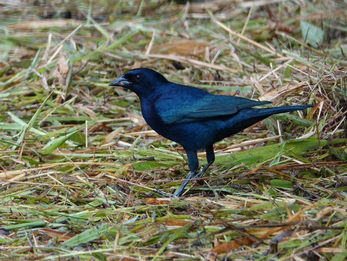 Shiny Cowbird - ML627852089