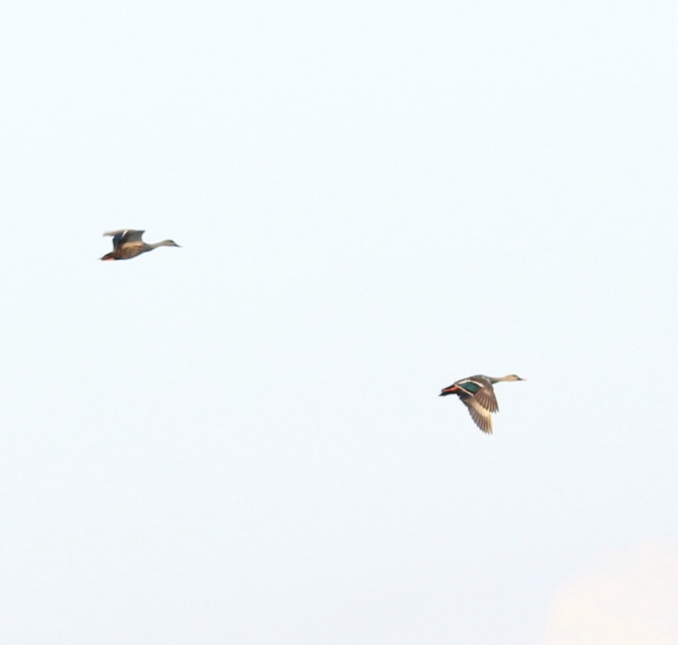 Indian Spot-billed Duck - ML627852094