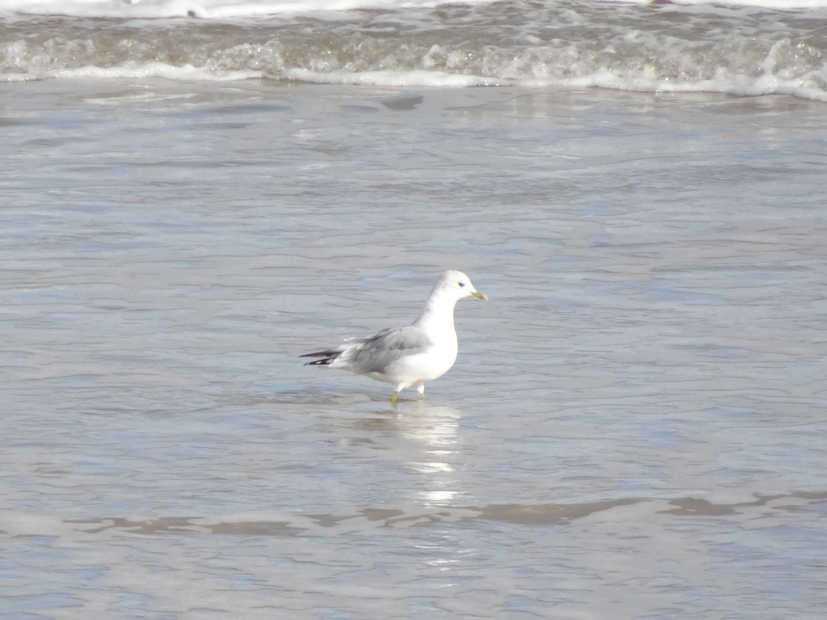 Common Gull - ML627852095