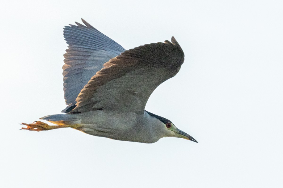 Black-crowned Night Heron - ML627852096