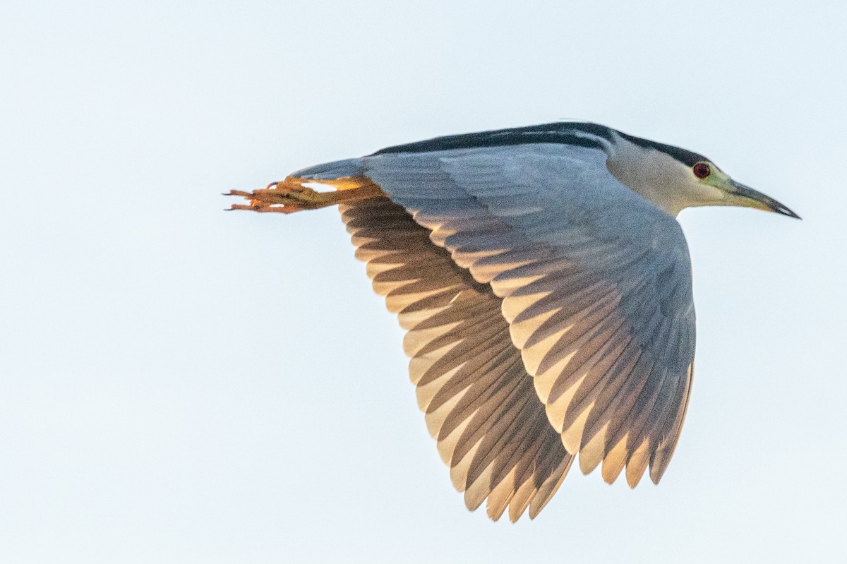 Black-crowned Night Heron - ML627852097