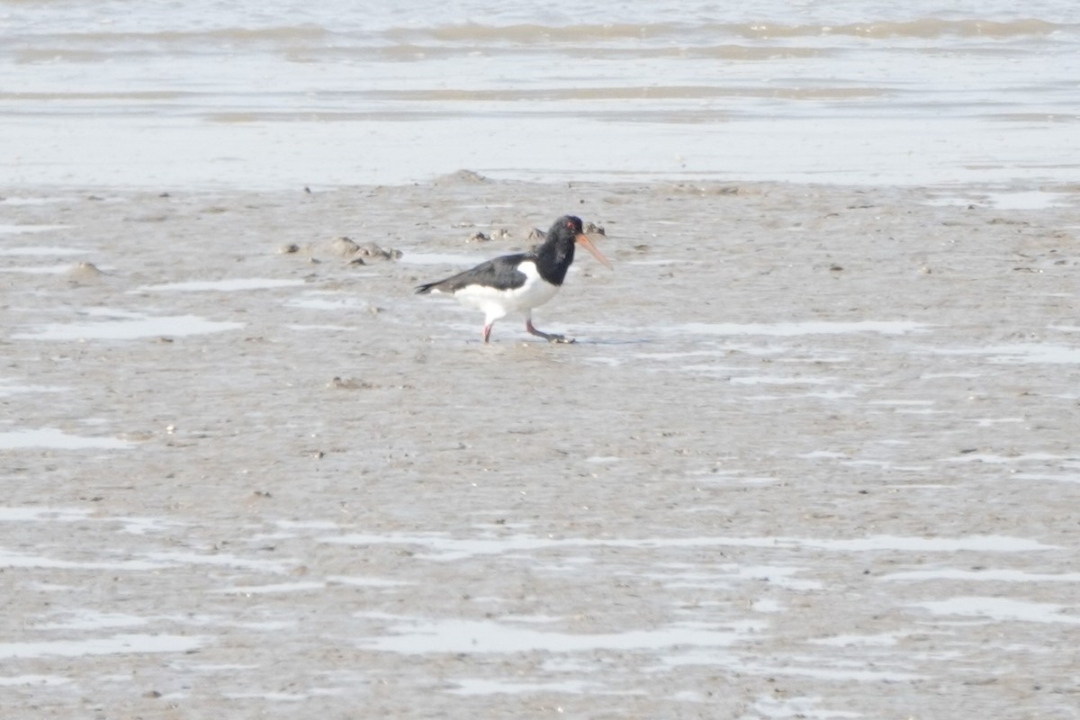 Eurasian Oystercatcher - ML627852098