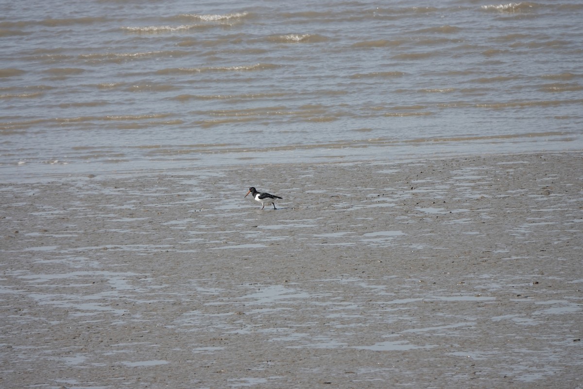 Eurasian Oystercatcher - ML627852104