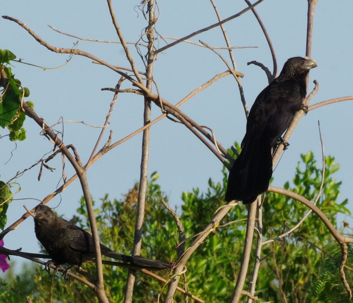 Smooth-billed Ani - ML627852105