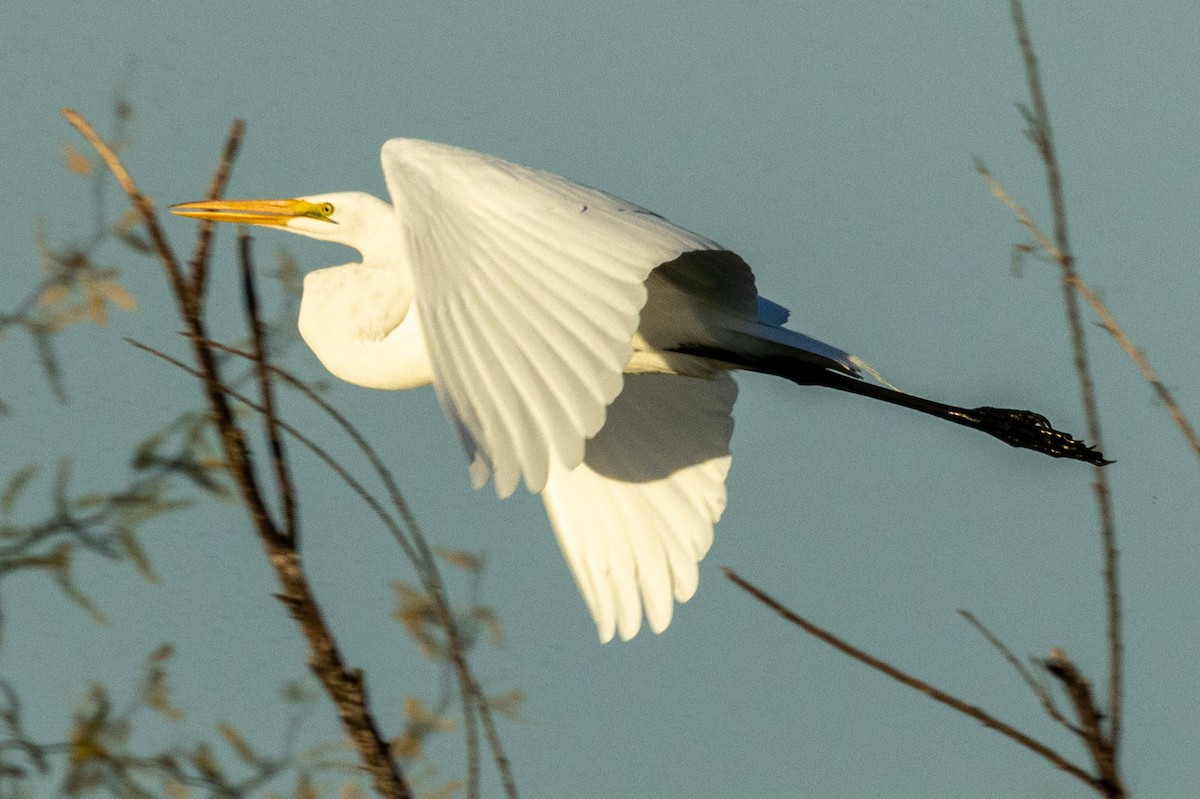 Great Egret - ML627852106