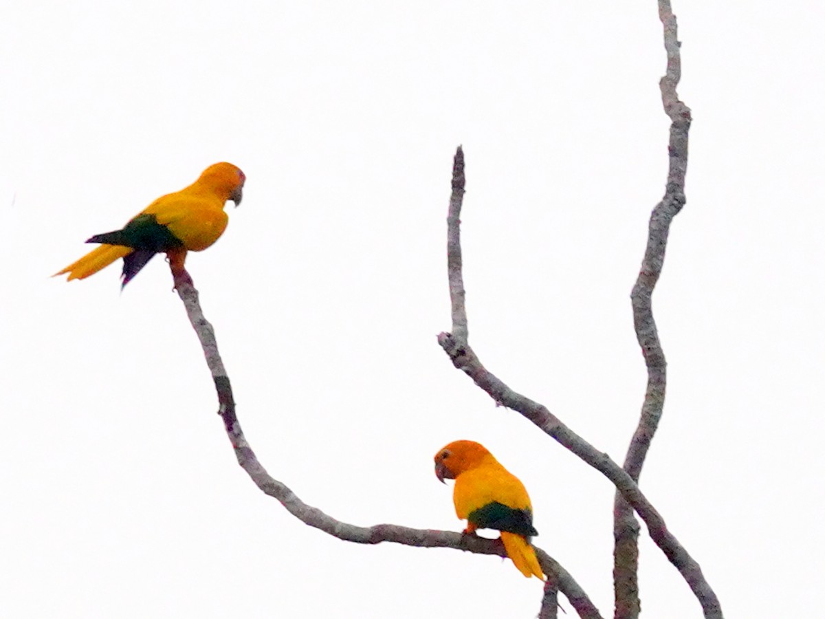 Golden Parakeet - ML627852107