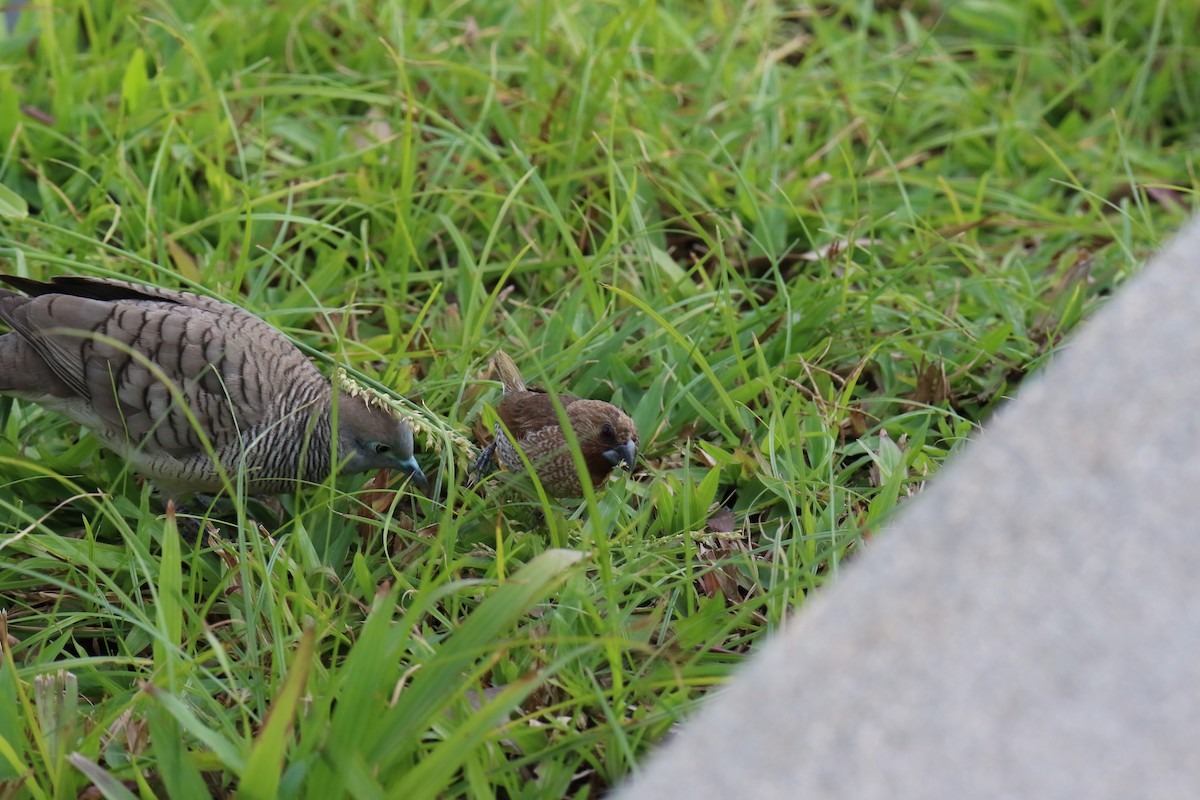 Scaly-breasted Munia - ML627852112