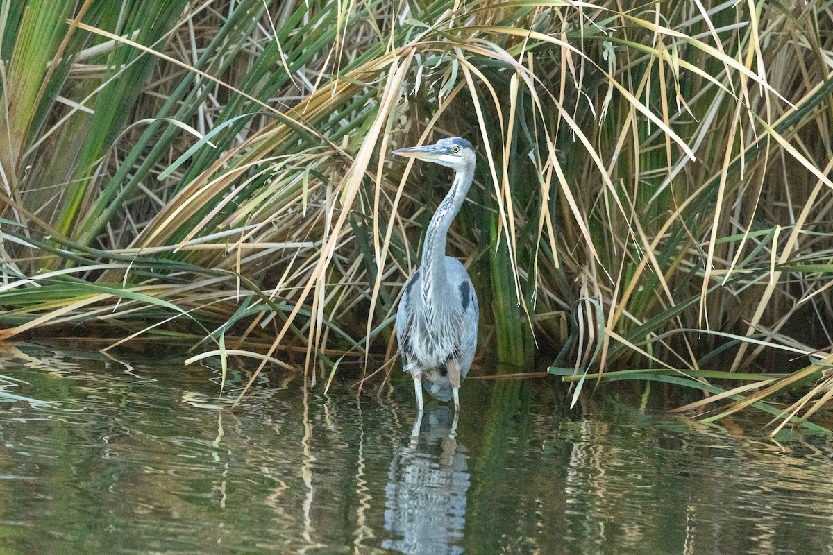 Great Blue Heron - ML627852114