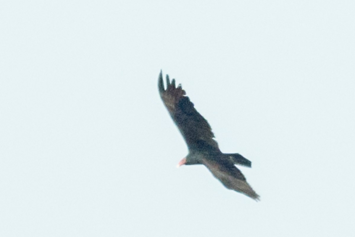 Turkey Vulture - ML627852117