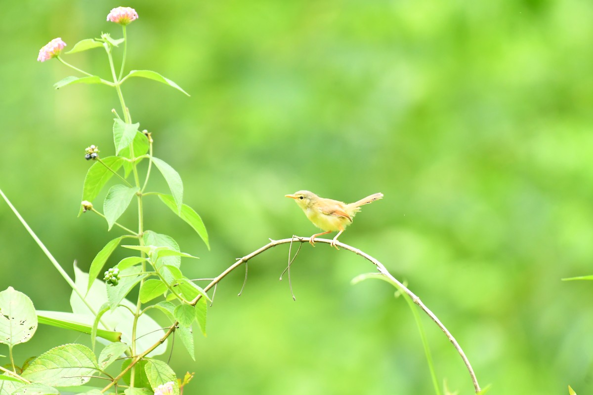 Rufescent Prinia - ML627852119