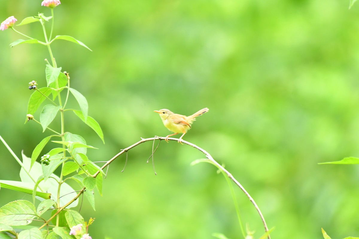 Rufescent Prinia - ML627852120