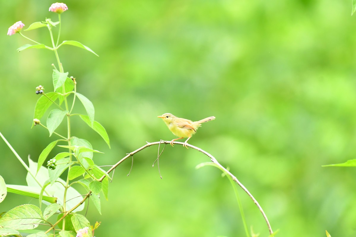 Rufescent Prinia - ML627852121