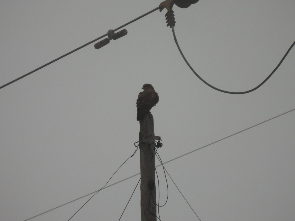 Common Buzzard (Western) - ML627852190