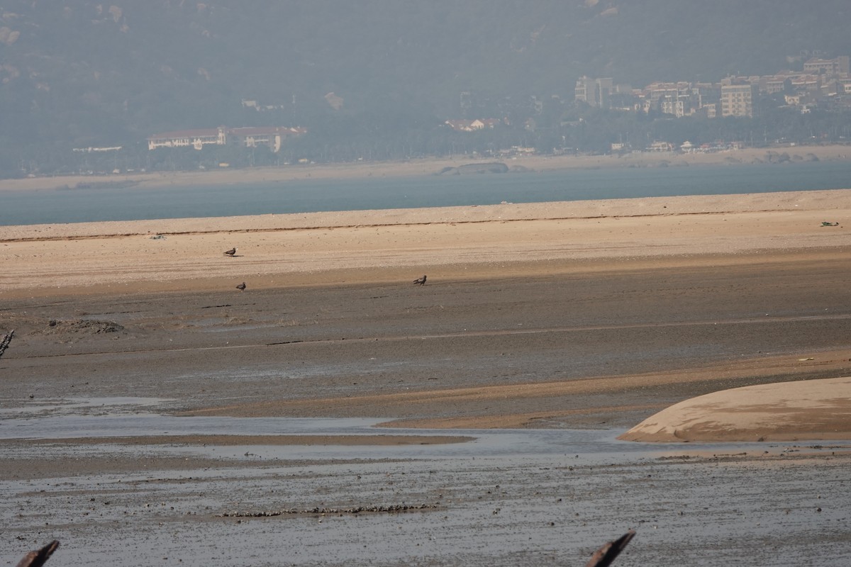 黑鳶 - ML627852300