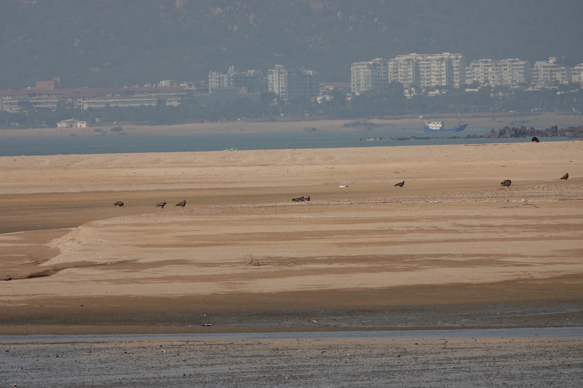 黑鳶 - ML627852301