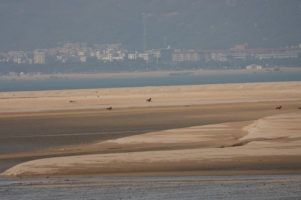 黑鳶 - ML627852302