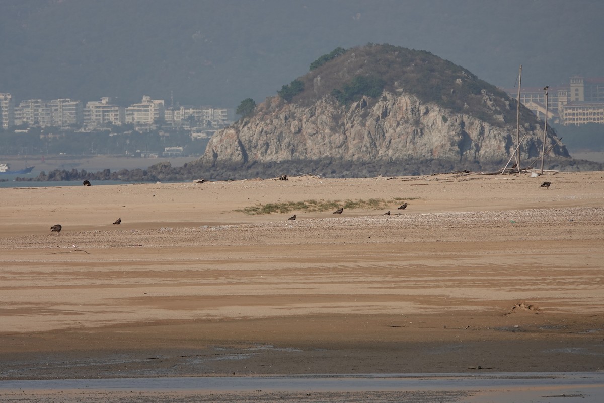 黑鳶 - ML627852303