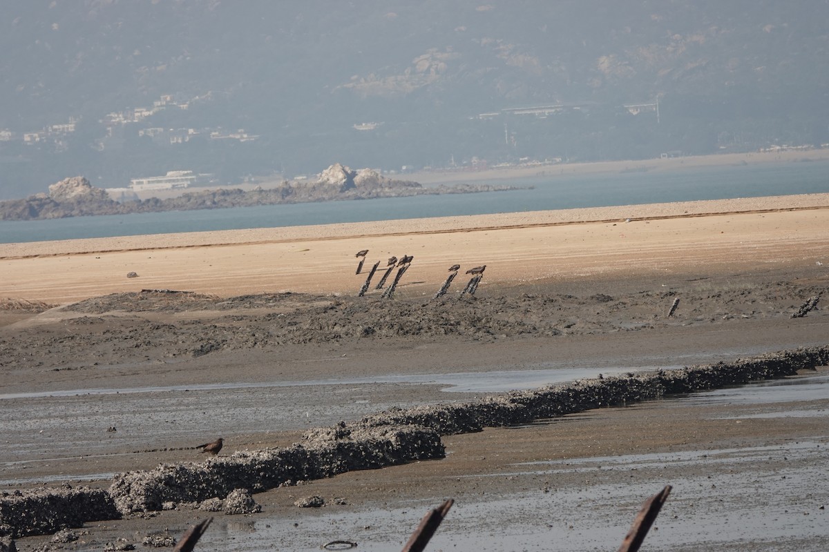 黑鳶 - ML627852304