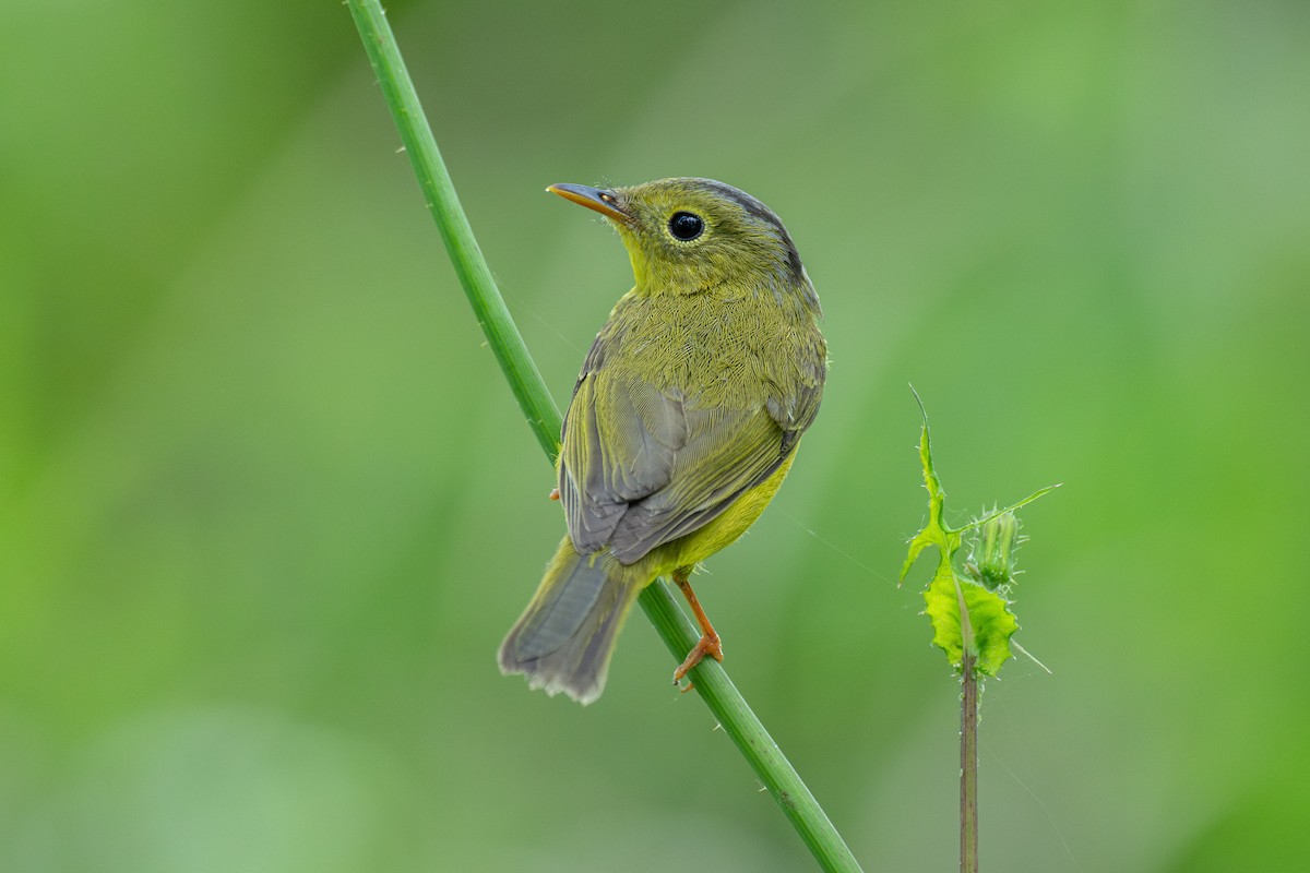 Alström's Warbler - ML627852327