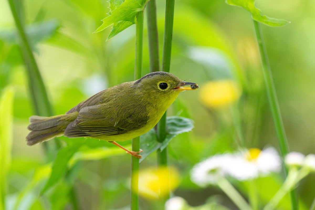 Alström's Warbler - ML627852328