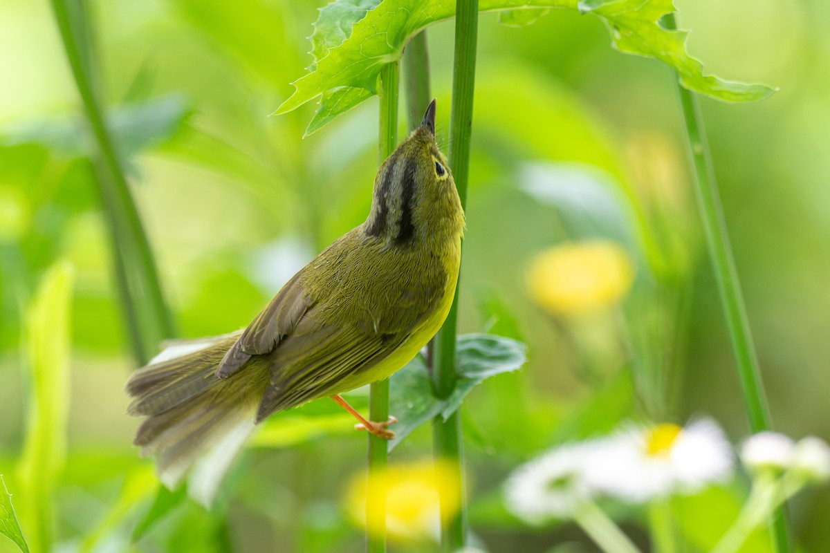 Alström's Warbler - ML627852329